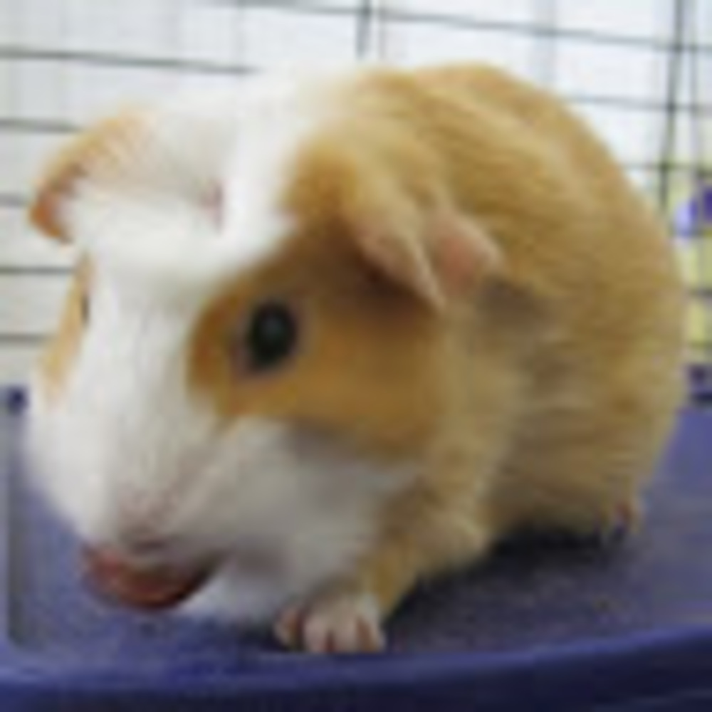 Meet your Posher, Abigail